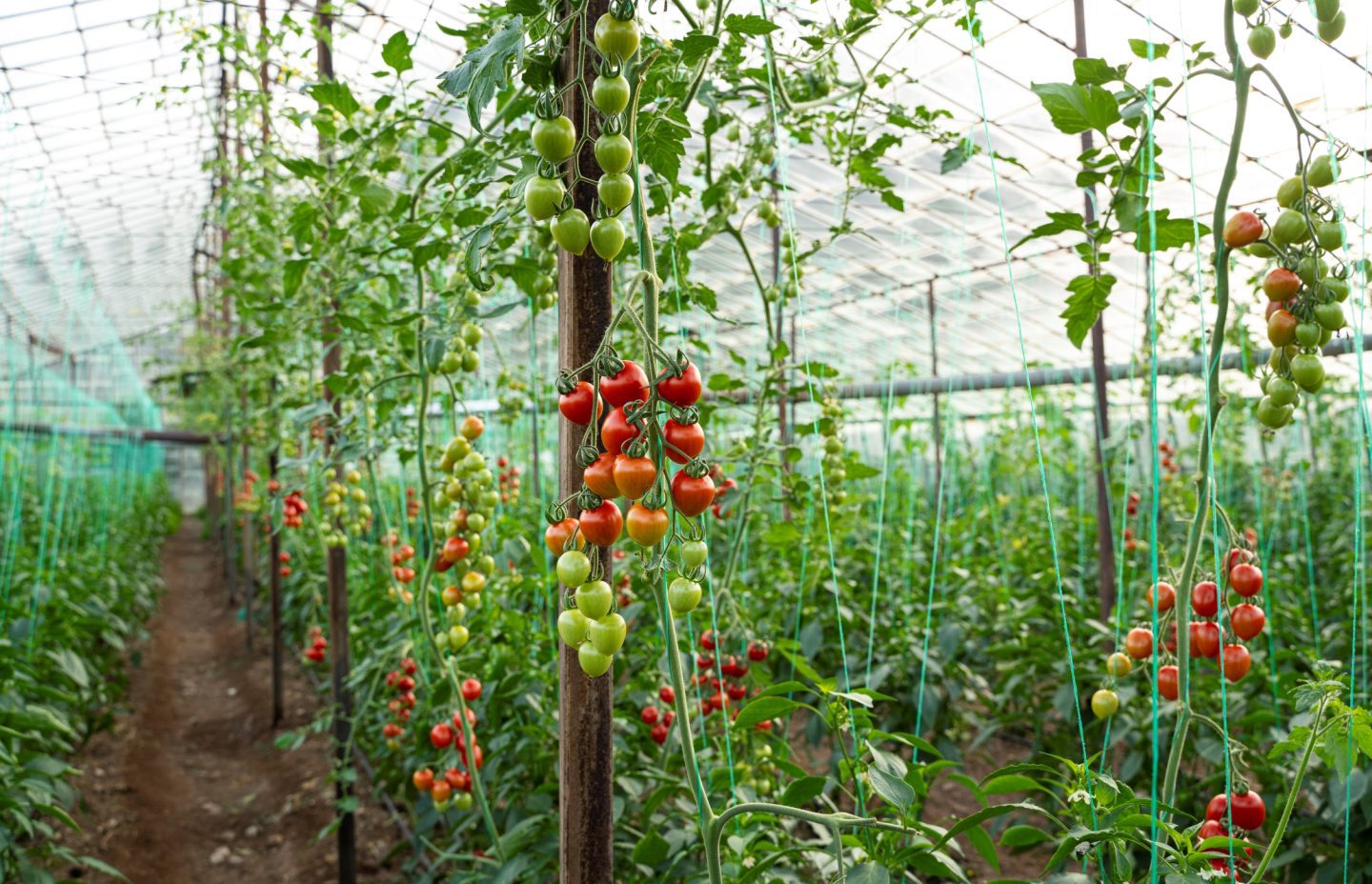 BioBIVE Forschungsprojekt