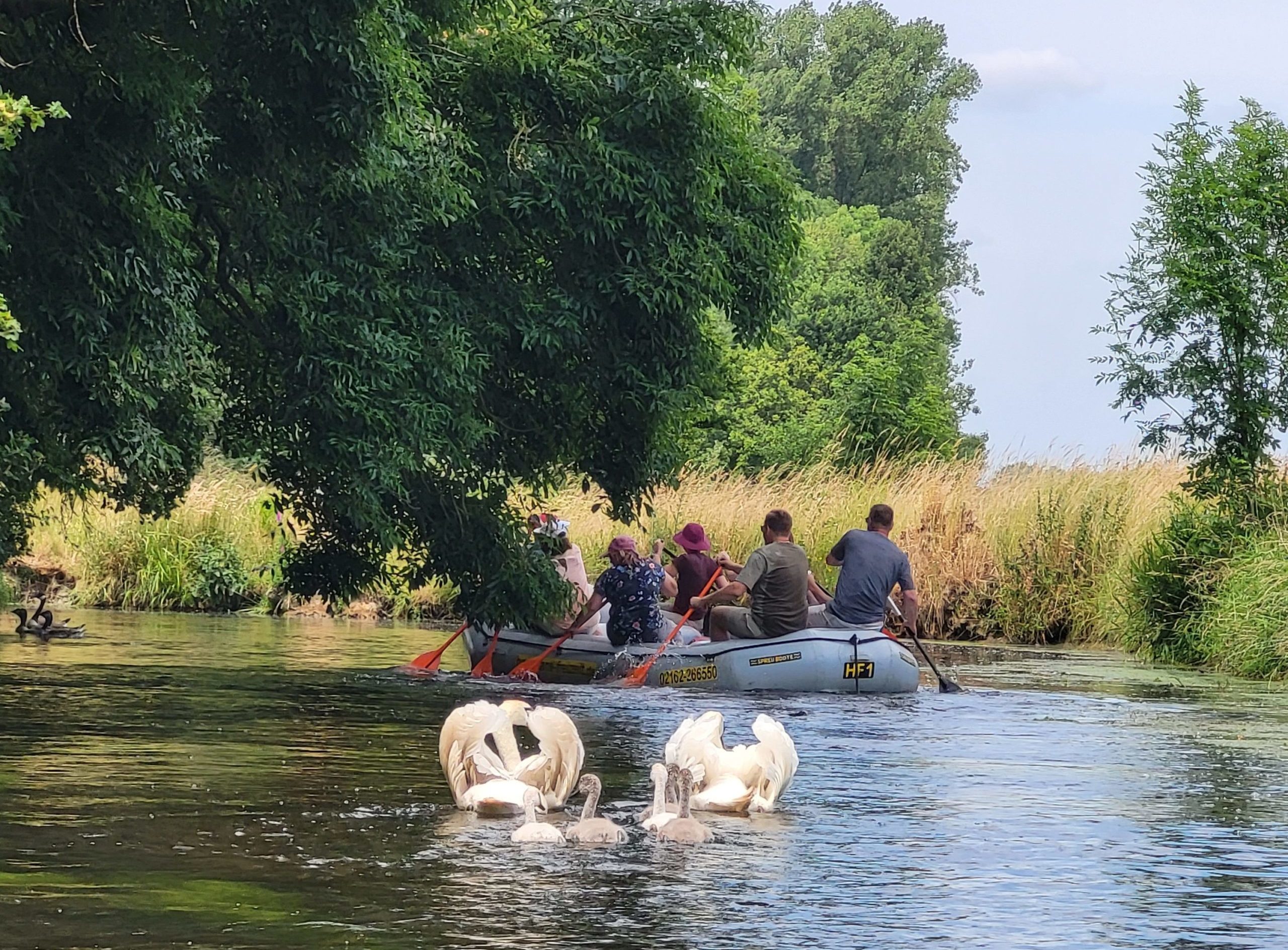 But it didn't reckon with Papa Swan, who lives there with his family. You can't get too close to the animals, because then they hiss and flap their wings.