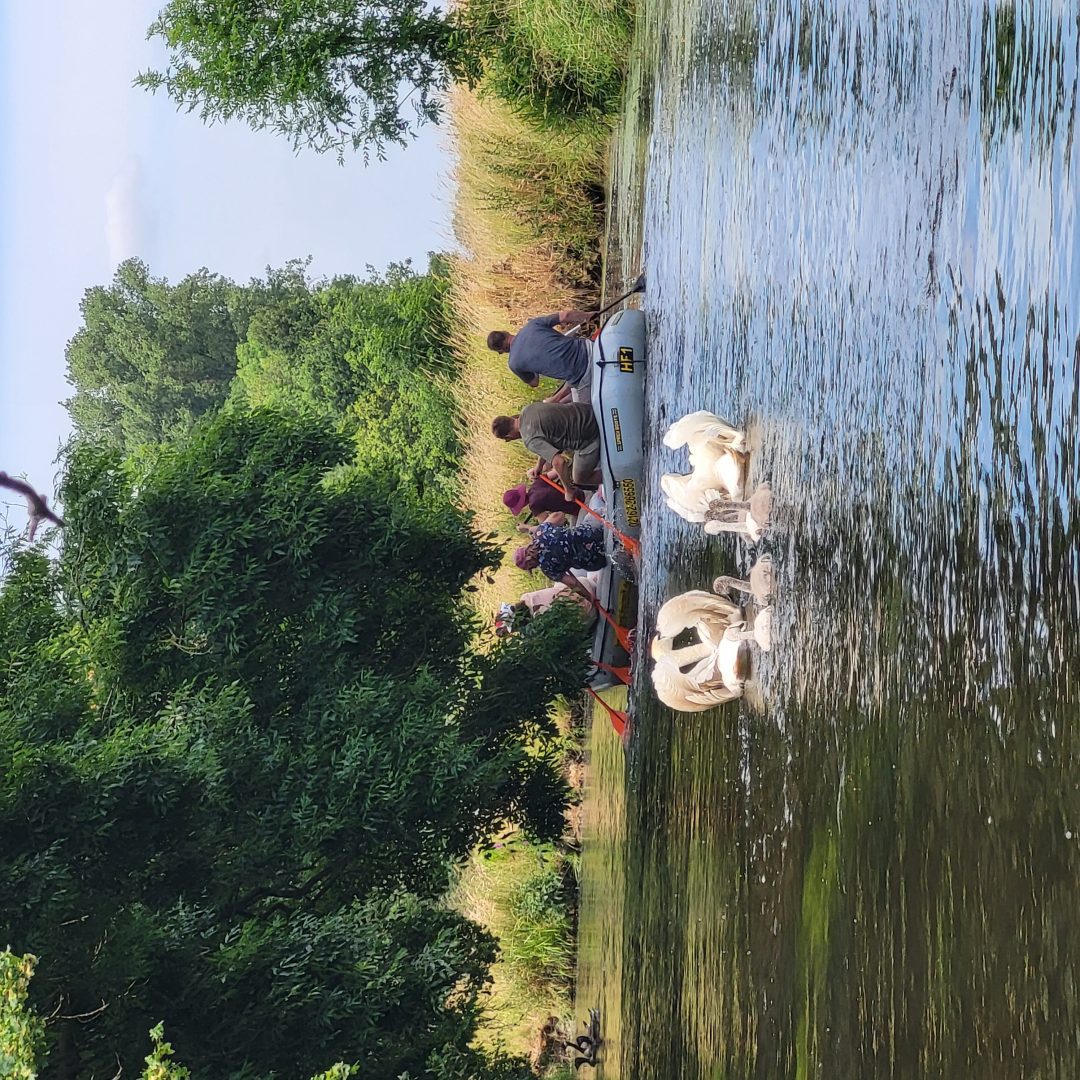 Doch sie hat nicht mit Papa Schwan gerechnet, der mit seiner Familie dort lebt. Zu nah kommen darf man den Tieren nämlich nicht, denn dann wird gefaucht und kräftig mit den Flügeln geschlagen.