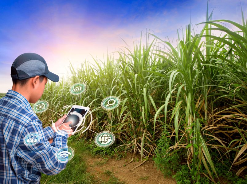 Nel webinar LCA gratuito, i produttori di marchi, i trasformatori di plastica e i sustainability manager scopriranno come I’m green™ bio-based Polyethylene (Green PE) e I’m green™ bio-based EVA (Green EVA) possono ridurre misurabilmente l'impronta di carbonio dei loro prodotti.