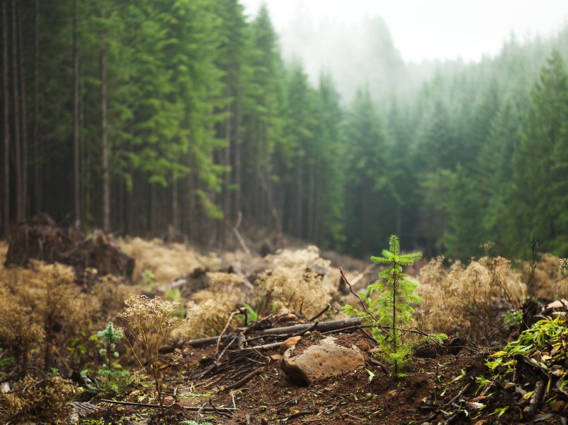 Im Mittelpunkt des Forschungsprojektes BioROOTGUARD steht die Entwicklung eines im Waldboden biologisch abbaubaren Kunststoff-Compounds. Aus diesem Granulat soll anschließend eine Schutzfolie hergestellt werden, die beim Anpflanzen junger Bäume um deren Wurzelballen angebracht wird.