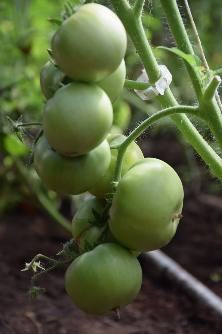 Pflanzhilfen und Clips aus biologisch abbaubaren Kunststoffen