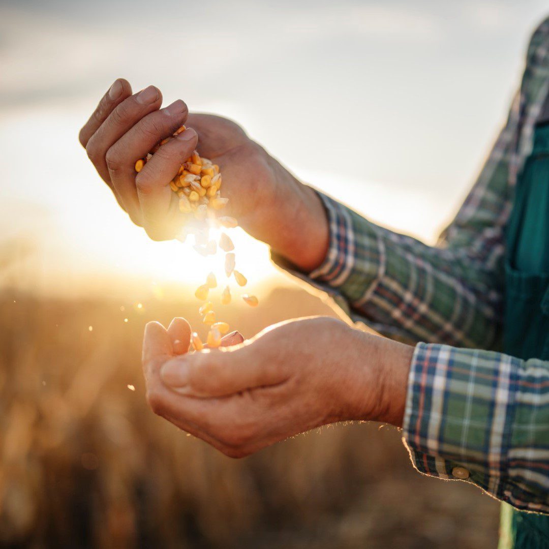 Biobased and compostable starch compounds - FKuR (EN)