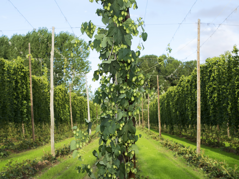 Mit der Bio-Flex® N-Serie bietet FKuR bodenabbaubare Biokunststoffe für Anwendungen in Landwirtschaft, Forstwirtschaft und Gartenbau. Die Materialien wurden für Produkte entwickelt, bei denen eine Rückholung nach der Nutzung nicht oder nur schwer möglich ist und ein biologischer Abbau im Boden als vorgesehenes End-of-Life-Szenario in Betracht kommt.